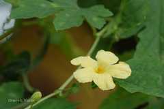 Momordica charantia